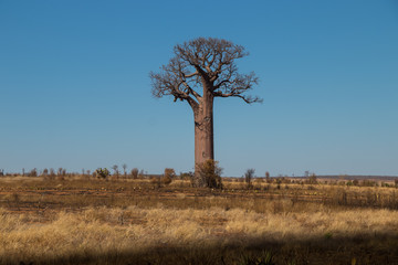 Fototapeta na wymiar baobabs of madagascar