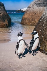 Naklejka premium Pinguin Boulders Beach