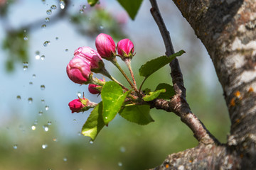 Apple flower and water drops.