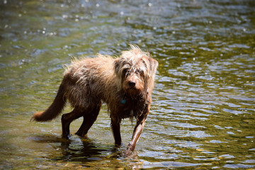 beautiful dog mix bathing in a river 
