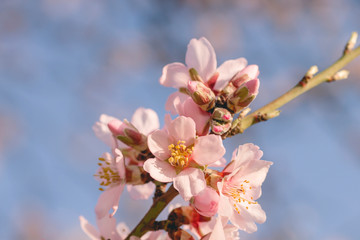 Almond tree blossom pink flowers