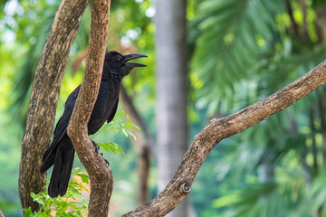 Black crow in tree in Lumipni Park, Bangkok