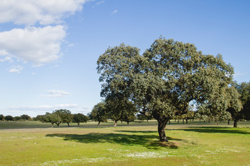 Quercus ilex, holm oak grove in Extremadura, Spain