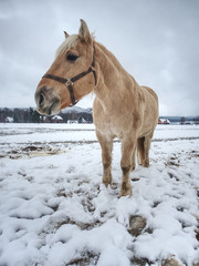 Obraz premium Isabella coloured horses in winter country.