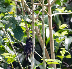 Micronesian starling feeding on small fruits