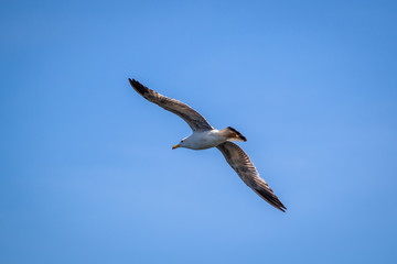 Seagull flying over the sea with blue sky in the background