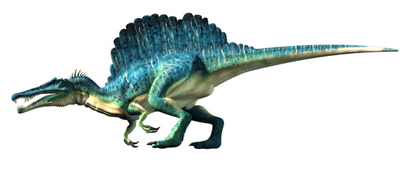 A spinosaurus on a white background. Spinosaurus was semi-aquatic dinosaur from the Cretaceous period. It was one of the largest carnivorous dinos.  3D Rendering