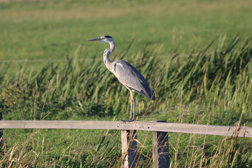Great heron in the Netherlands