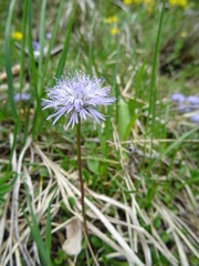 lila blume als macro im lechtal &ouml;sterreich