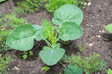 young cabbage growing in organic soil