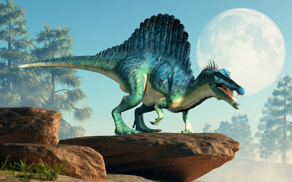 Fototapeta A spinosaurus on a cliff by the moon. Spinosaurus was semi-aquatic dinosaur from the Cretaceous period. It was one of the largest carnivorous dinos.  3D Rendering