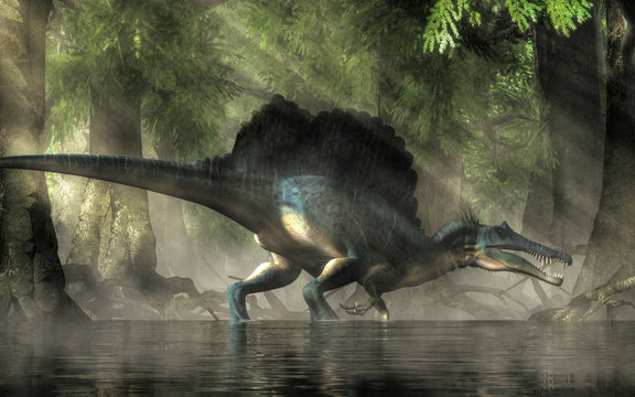 A spinosaurus in a swamp. Spinosaurus was semi-aquatic dinosaur from the Cretaceous period. It was one of the largest carnivorous dinos.  3D Rendering