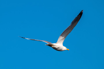 Seagull flying over the sea with blue sky in the background
