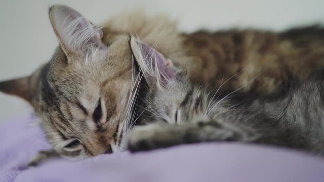 Big cat licks little kitten. Parent's care for the child.