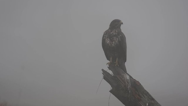 Common buzzard (Buteo buteo)