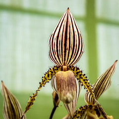 Orchids family plants