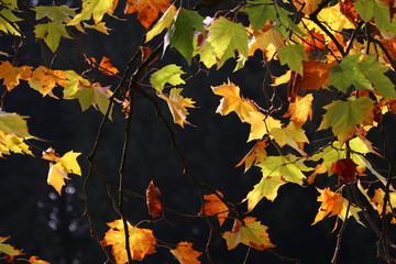 autumn leaves