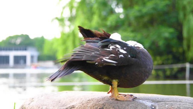a black duck standing on the stone to clean the feathers