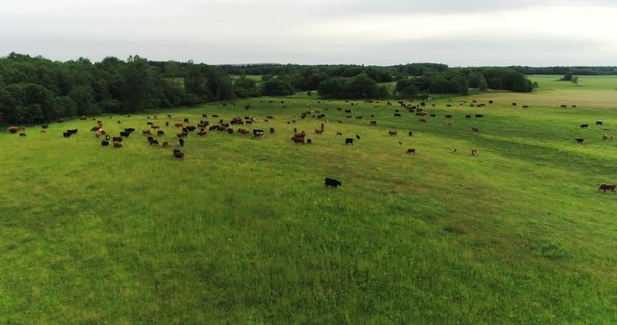 Aerial footage of summer countryside with grazing cows. Low altitude flight.