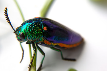 buprestis beetle beautiful shiny jewel bug  on  white background, green beetle 