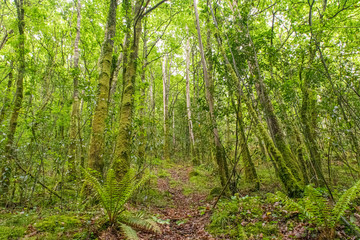bosque húmedo verde con naturaleza salvaje y muchos arboles
