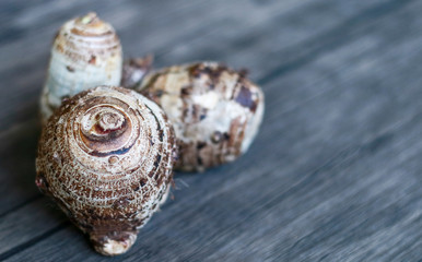 Taro or Colocasia esculenta on wood background.