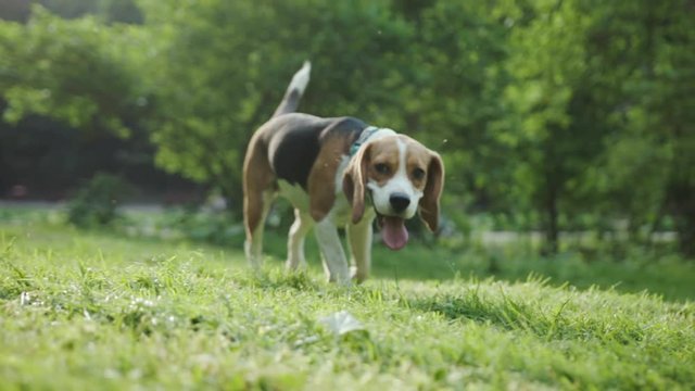 Adorable puppy bigl with tongue out walking and sniffing the grass in a wonderful green park. girl walking a dog during summer holidays.
