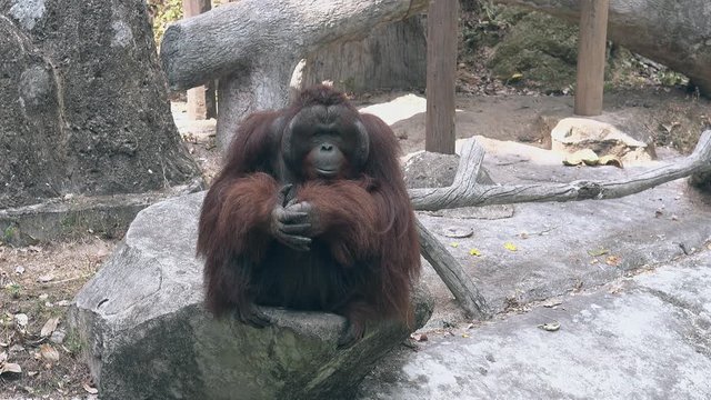intelligent calm orangutan monkey leader with long brown thick hair sits on comfortable gray rock and rests