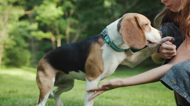 Beautiful family picture of a cute girl training her beagle in the park. close-up of a teenager playing with her puppy on the grass in green nature.