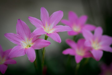 pink flower on green background