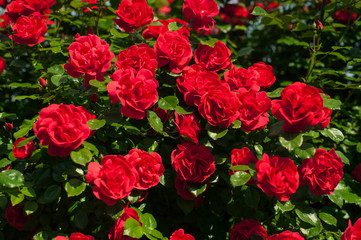 Bright red roses with buds on a background of a green bush after rain. Beautiful red roses in the summer garden. Background with many red summer flowers.