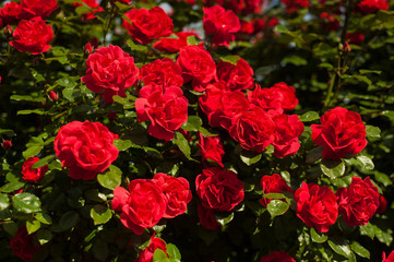 Bright red roses with buds on a background of a green bush after rain. Beautiful red roses in the summer garden. Background with many red summer flowers.