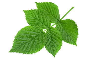 Raspberry leaf  on white