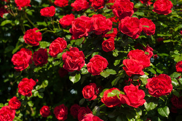 Bright red roses with buds on a background of a green bush after rain. Beautiful red roses in the summer garden. Background with many red summer flowers.