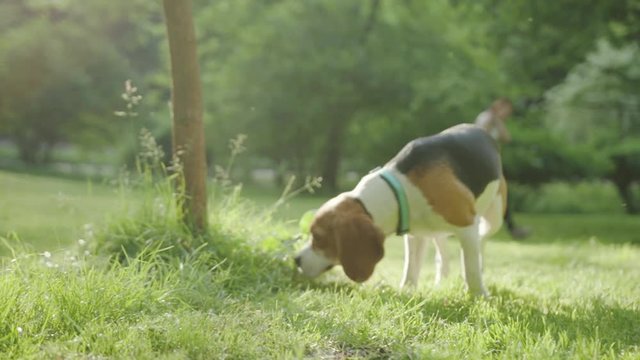 Pets lifestyle concept. Close-up of an adorable beagle puppy walking on the grass sniffing a tree on a sunny summer evening in the park.