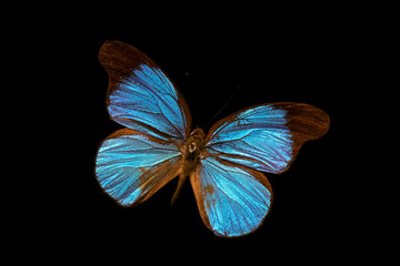 Large blue butterfly with nacreous shiny wings on a contrasting black background