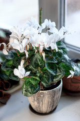 Beautiful white cyclamen flower in a ceramic flower pot as home plant.