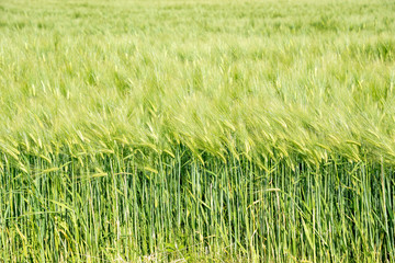 Green wheat field background