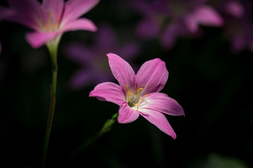 pink flower with water drops of dew on black background