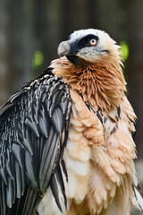 Gypaetus barbatus auteus - Bearded vulture sitting on a branch in an aviary.
