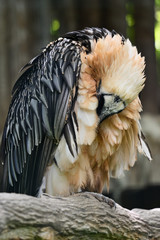 Gypaetus barbatus auteus - Bearded vulture sitting on a branch and cleans feathers in an aviary.
