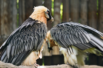 Gypaetus barbatus auteus - Bearded vulture sitting two on a branch in an aviary.
