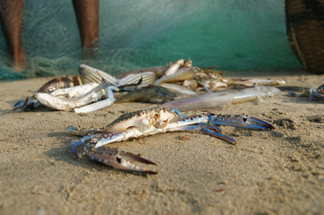 floating blue crab. a floating crab sits on a beach at low tide