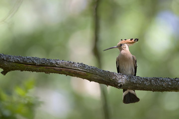 An adult Eurasian hoopoe (Upupa epops) perched in a forest on a branch ready to feed its young in...