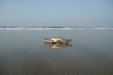 floating blue crab. a floating crab sits on a beach at low tide