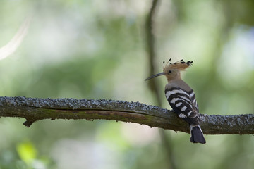 An adult Eurasian hoopoe (Upupa epops) perched in a forest on a branch ready to feed its young in Germany Brandenburg.
