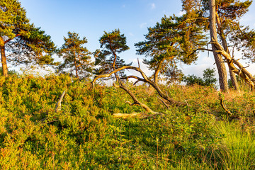 View with a late afternoon sun on the rugged vegetation with spruce trees and blueberry bushes