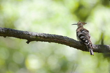 An adult Eurasian hoopoe (Upupa epops) perched in a forest on a branch shaking its feathers in Germany Brandenburg. Perched on a branch of an old oak tree.