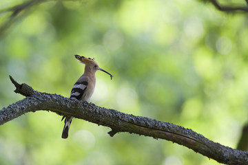 An adult Eurasian hoopoe (Upupa epops) perched in a forest on a branch ready to feed its young in...
