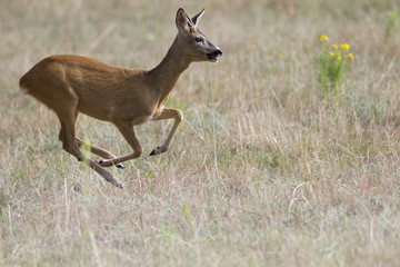 An European roe deer (Capreolus capreolus) running in a field in the heat of the day time in Brandenburg Berlin.